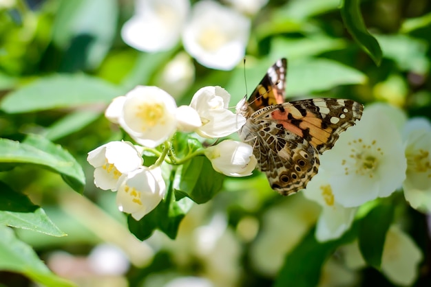 Butterfly on a branch of blooming jasmine