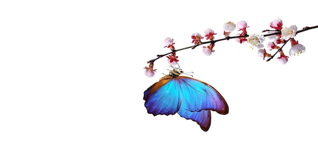 Butterfly on a branch with flowers in the background