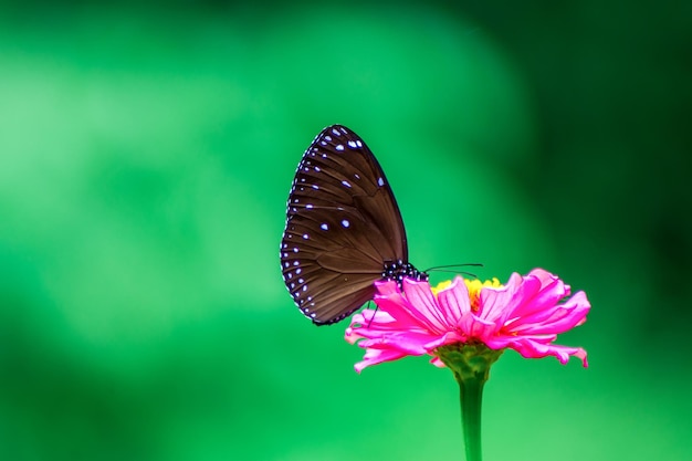 Butterfly and bright summer flowers