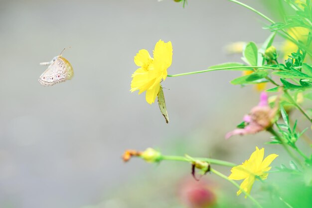 Butterfly and bright summer flowers