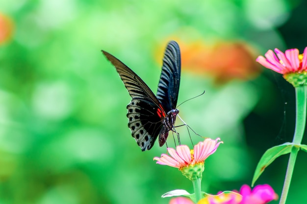 Butterfly and bright summer flowers