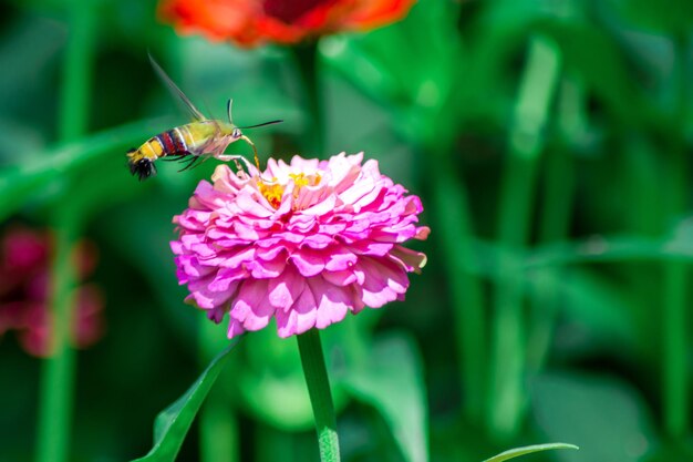 Butterfly and bright summer flowers