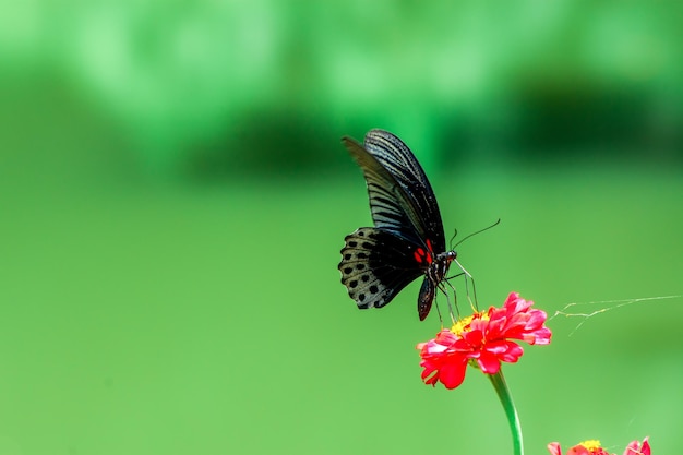 Butterfly and bright summer flowers