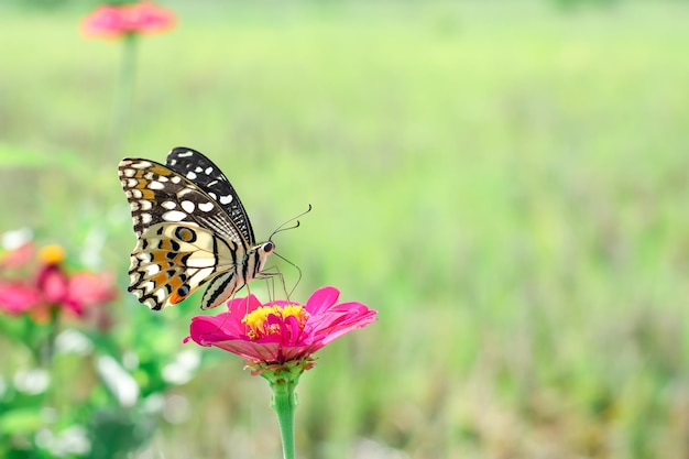 Butterfly and bright summer flowers