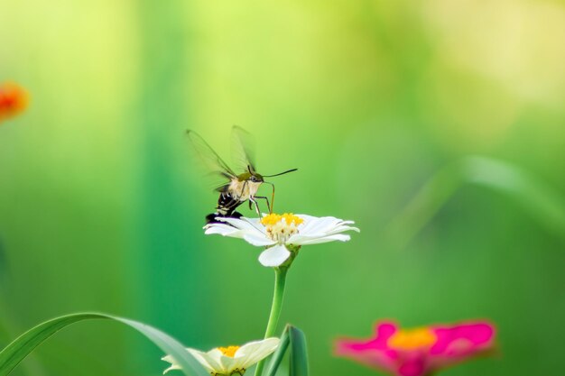 Butterfly and bright summer flowers