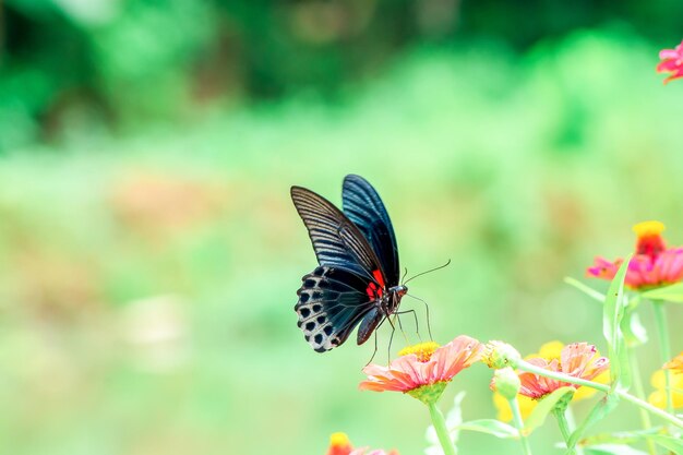 Butterfly and bright summer flowers