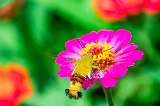 Photo butterfly and bright summer flowers