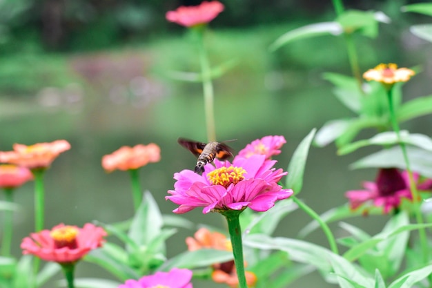 Butterfly and bright summer flowers