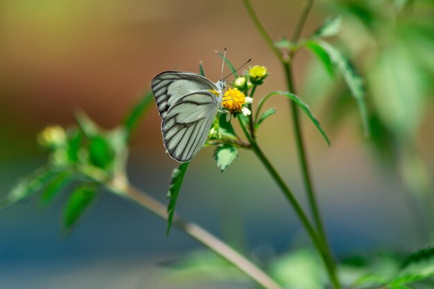 Butterfly and bright summer flowers