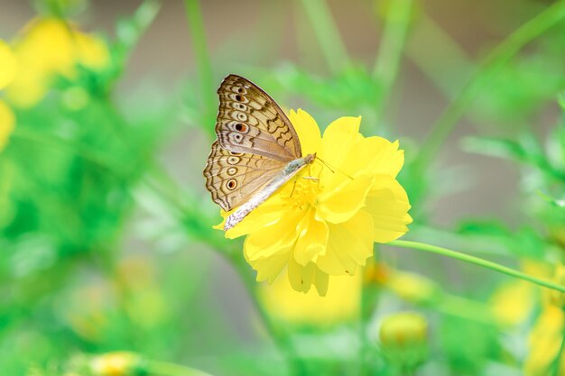 Photo butterfly and bright summer flowers