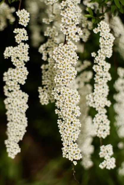 Butterfly bush great design for any purposes White background Spring season Flower pattern