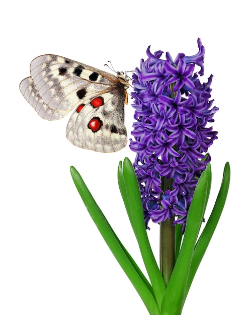 Photo a butterfly and a butterfly are on a purple flower.