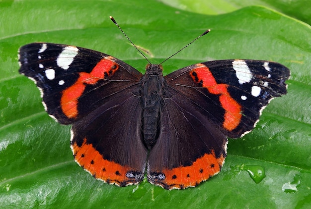 A butterfly in the butterfly house at the detroit zoo.