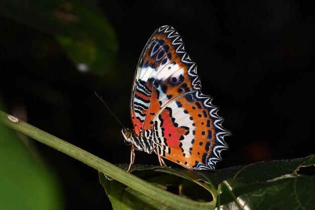 Butterfly in the Butterfly Park in Bali, Indonesia.