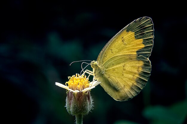 butterfly catch on yellow flowers in garden park.