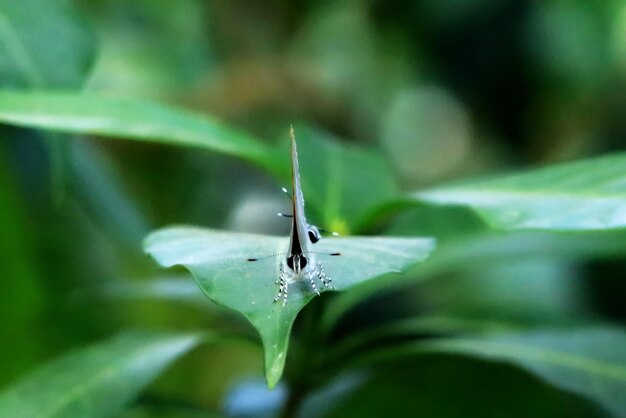 Photo butterfly closeup