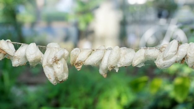 Butterfly cocoons hanging on a twig