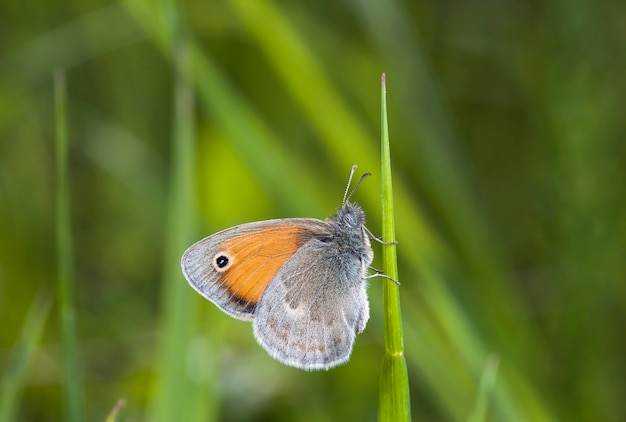Farfalla di coenonympha, la foto è realizzata sul campo in un habitat naturale