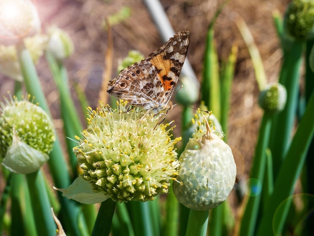 タマネギの花から蜜を集める蝶