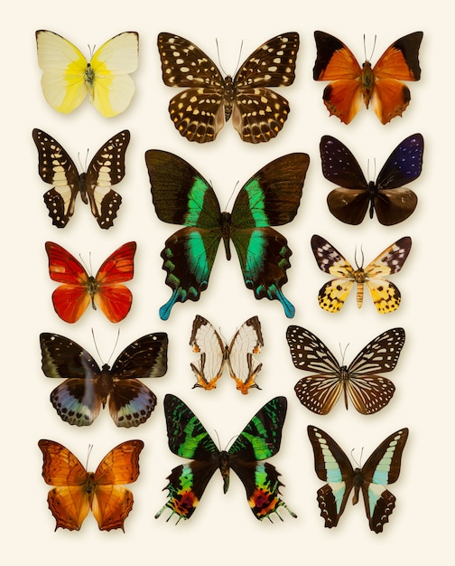 Photo butterfly collection isolated