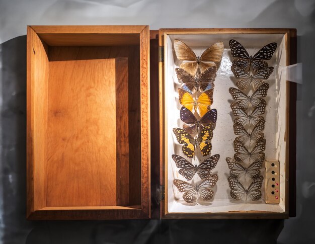 Photo butterfly collection with colorful and unusual butterfly varieties in wood box in hobby and leisure activities