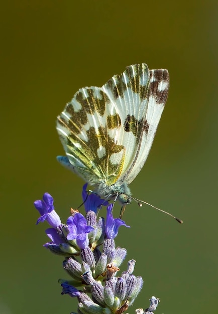 Butterfly on the colorful flower in nature.  Pontia daplidice - Bath White