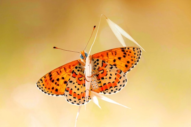 Foto farfalla sul fiore colorato in natura nome scientifico melitaea cinxia