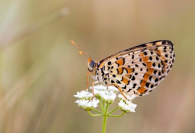 Butterfly on the colorful flower in nature.