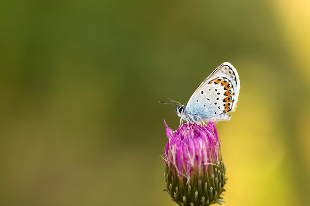 Butterfly on the colorful flower in nature.