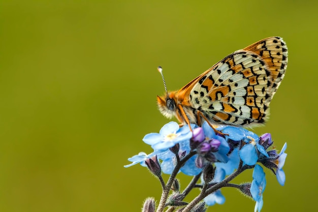 Butterfly on the colorful flower in nature.