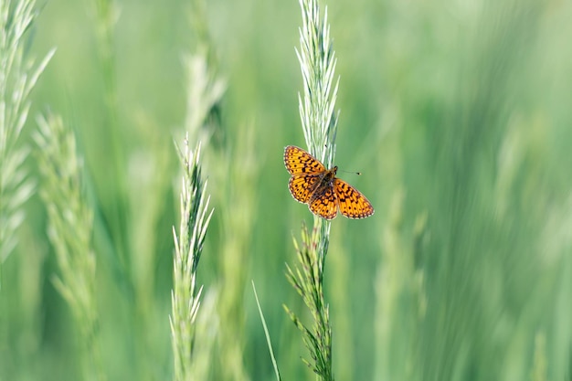 Бабочка темно-зеленая рябчик Argynnis aglaja