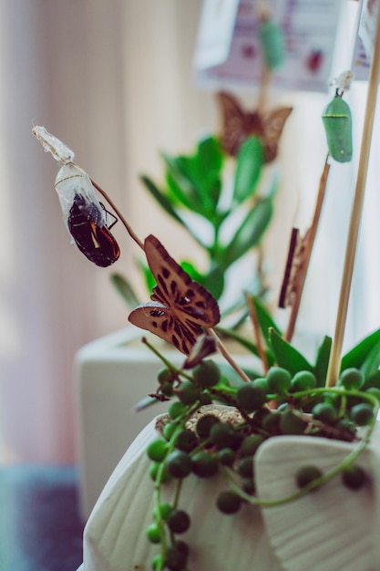 写真 蝶、装飾、昆虫、動物、自然、毛虫、蛹