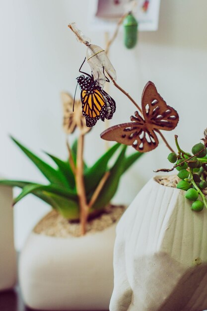 写真 蝶、装飾、昆虫、動物、自然、毛虫、蛹