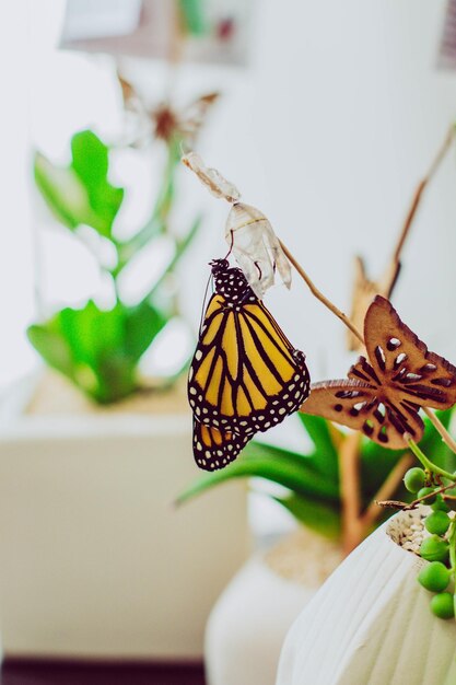 写真 蝶、装飾、昆虫、動物、自然、毛虫、蛹