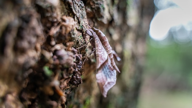 Butterfly On Dried Leaves