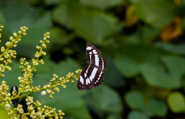 リュウガンの花から蜜を食べる蝶リュウガン