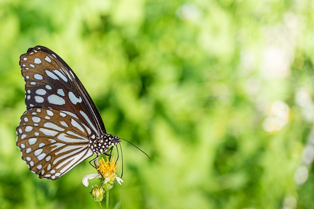 Butterfly feeding on flower nature