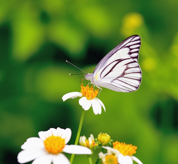 Butterfly feeding on a flower