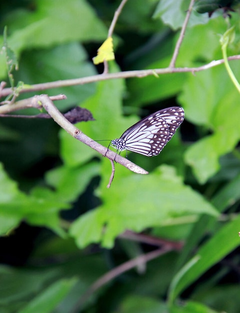 Foto una farfalla su un palo di recinzione con uno sfondo verde