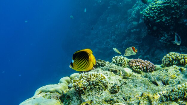 チョウチョウウオは紅海のサンゴ礁の間を泳ぎます。