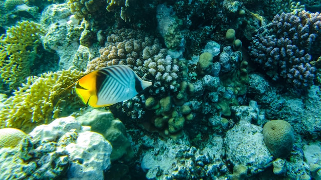 チョウチョウウオは紅海のサンゴ礁の間を泳ぎます。