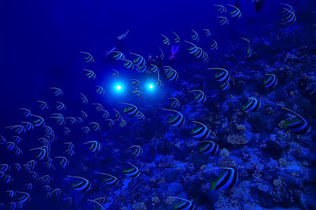 Butterfly fish underwater flock diving in the sea background wild under water nature