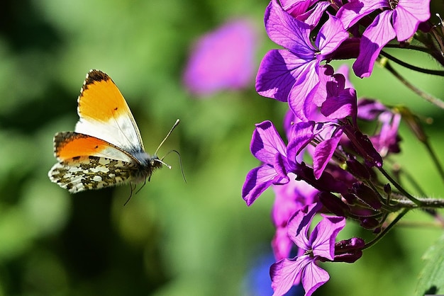보라색 꽃 근처에 나비가 날아갑니다.