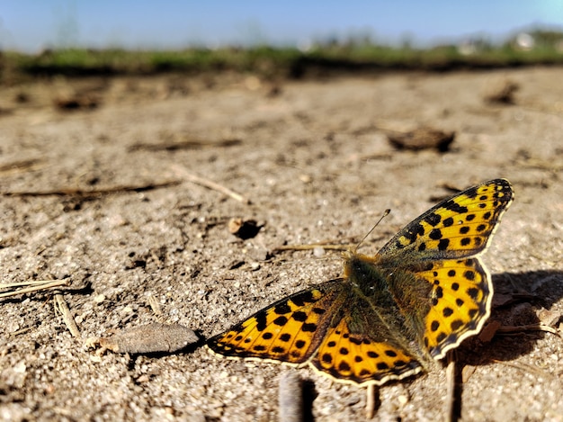 Photo butterfly in the floor