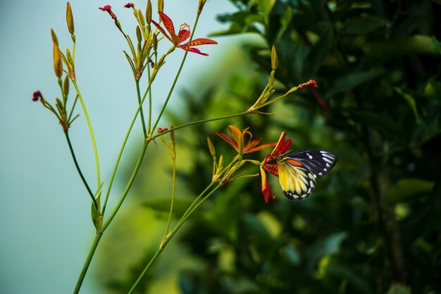 Butterfly and Flora of Pokhara, Nepal