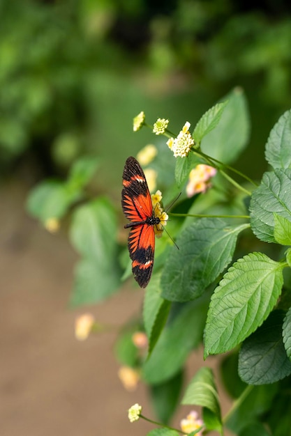 Butterfly in a flower in an amazing garden