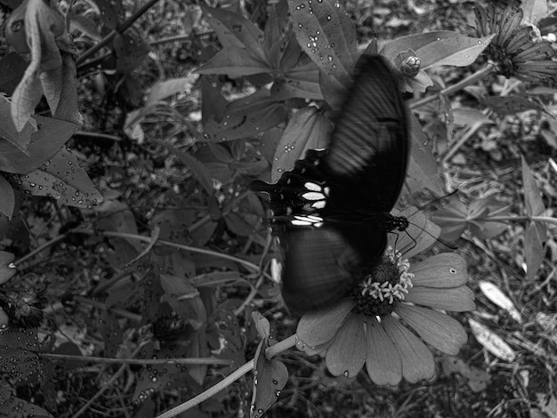 Butterfly on the flower background beautiful nature concept tropical leaf