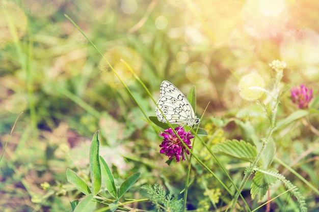 Butterfly on a flower. Beautiful summer landscape. Small depth of sharpness