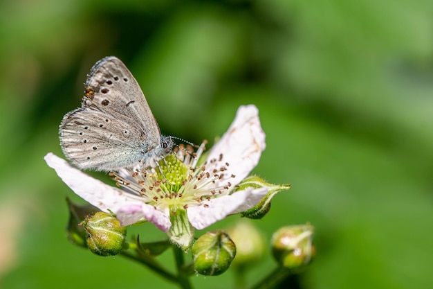 butterfly on a flower Biodiversity and species conservation