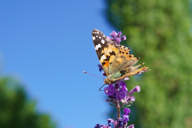 Farfalla su un fiore che beve nettare al mattino in una giornata di sole